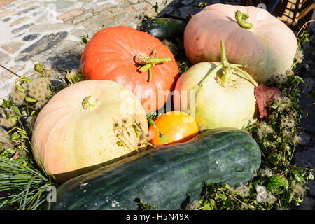 Weißenkirchen in der Wachau: Thanksgiving Harvest gifts, pumpkin, Wachau, Niederösterreich, Lower Austria, Austria Stock Photo