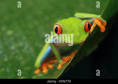 Red-eyed Tree Frog (Agalychnis callidryas) in caribbean rainforest. Tortuguero National Park, Costa Rica. Stock Photo