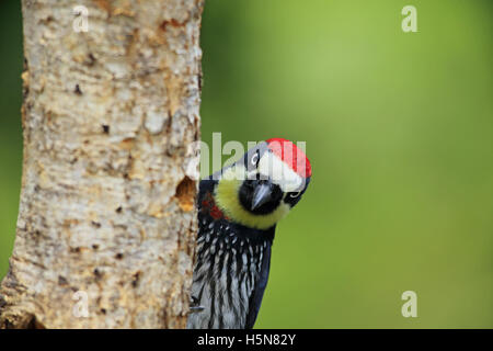 Acorn woodpecker (Melanerpes formicivorus) in cloud forest, San Gerardo de Dota, Cerro de la Muerte, Costa Rica. Stock Photo