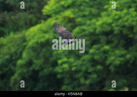Turkey Vulture (Cathartes aura) flying over rainforest canopy in Tortuguero National Park, Costa Rica. Stock Photo