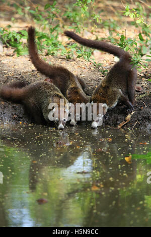 Group of white-nosed coatis (Nasua narica) drinking at a pond. Tropical dry forest, Palo Verde National Park, Costa Rica