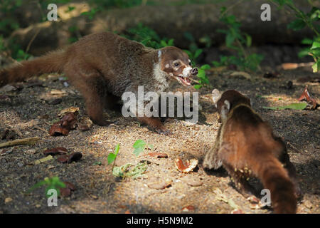 White-nosed coatis (Nasua narica) fighting. Tropical dry forest, Palo Verde National Park, Guanacaste, Costa Rica.