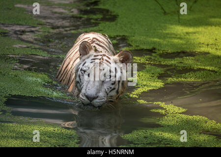 White Tiger in water of a swamp facing straight. White Bengal Tiger close up shot. Stock Photo