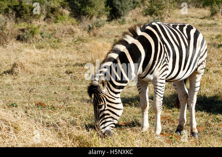 Burchell's Zebra eating grass in the field. Stock Photo