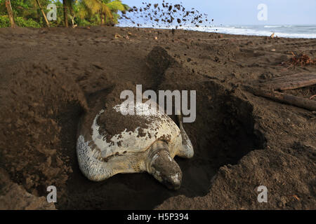 Female green turtle (Chelonia mydas) burying her nest early in the morning on the beach in Tortuguero National Park, Costa Rica. Stock Photo