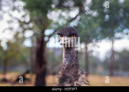 Closeup showing head, eyes and beak of a farmed emu (Dromaius novohollandiae) with natural environment in blurred background Stock Photo