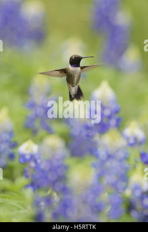 Black-chinned Hummingbird (Archilochus alexandri), adult male flying among blooming Texas Bluebonnet (Lupinus texensis), Texas Stock Photo