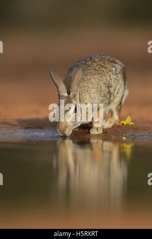 Eastern Cottontail (Sylvilagus floridanus), adult drinking at pond, South Texas, USA Stock Photo