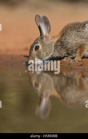 Eastern Cottontail (Sylvilagus floridanus), adult drinking at pond, South Texas, USA Stock Photo