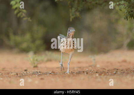 Greater Roadrunner (Geococcyx californianus), adult running, Rio Grande Valley, South Texas, Texas, USA Stock Photo