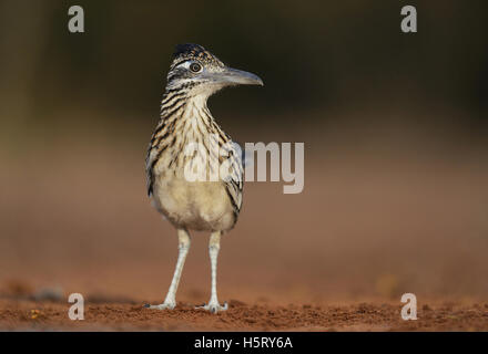 Greater Roadrunner (Geococcyx californianus), adult drinking, Rio Grande Valley, South Texas, Texas, USA Stock Photo