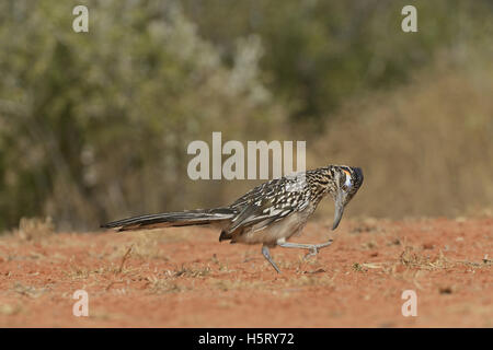 Greater Roadrunner (Geococcyx californianus), adult preening, Rio Grande Valley, South Texas, Texas, USA Stock Photo