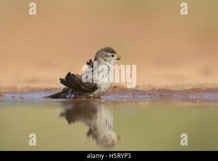 House Sparrow (Passer domesticus), young bathing, Rio Grande Valley, South Texas, Texas, USA Stock Photo