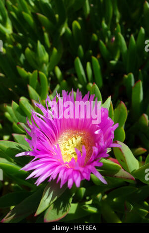 Pink pigface (Carpobrotus glaucescens), a common coastal plant found across most of Australia Stock Photo