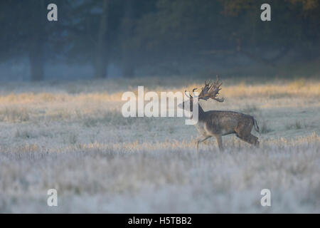 Fallow Deer ( Dama dama ), strong stag, walking over a natural  hoarfrost covered meadow, in first morning light, soft colors. Stock Photo