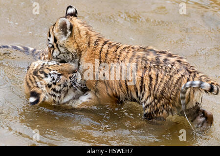 Amur tiger cubs 12 weeks old playing in the water Stock Photo