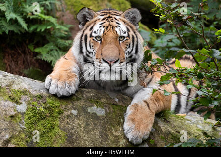 Amur tiger Stock Photo