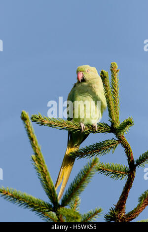 Ring-necked Parakeet or Rose-Ringed Parakeet, Psittacula krameri, on top of fir tree in Surrey,UK Stock Photo