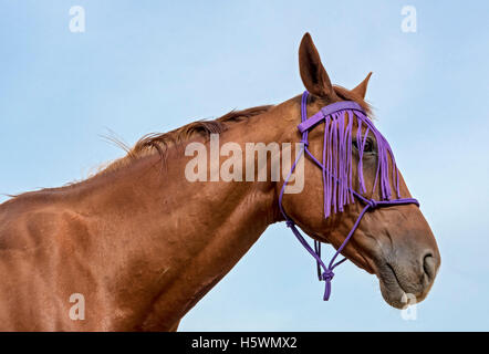 Crossbreed of Thoroughbred and Czech Warmblood Horse with Fly Fringe Stock Photo