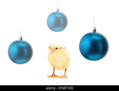 Small yellow chicken with part of white eggshell on his had and three blue christmas balls isolated on white background Stock Photo