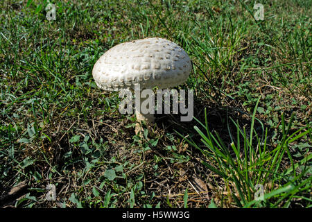 A beautiful white mushroom growing in the grass. Stock Photo