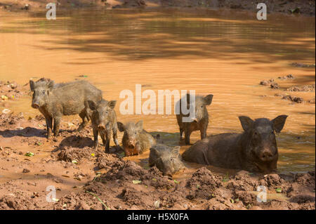 Wild boar wallowing in mud (Sus scrofa), Yala National Park, Sri Lanka Stock Photo