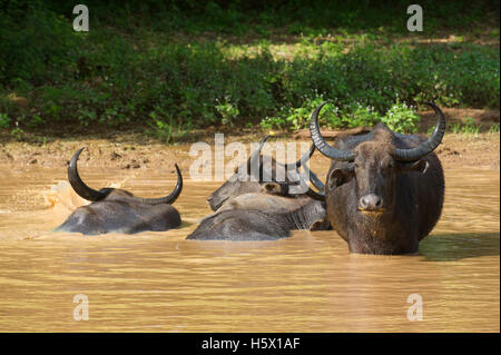 Wild water buffalo lying in water, Bubalus bubalus, Yala National Park, Sri Lanka