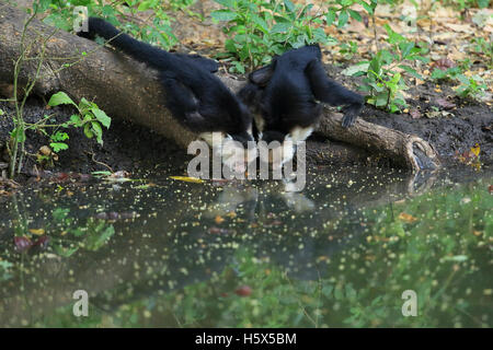 White-faced capuchin monkeys (Cebus capucinus) drinking from pool. Palo Verde National Park, Guanacaste, Costa Rica. Stock Photo