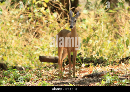 Female White-tailed deer (Odocoileus virginianus). Tropical dry forest, Palo Verde National Park, Guanacaste, Costa Rica. Stock Photo