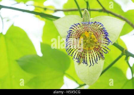 Passion flower (Passiflora platyloba). Tropical dry forest, Santa Rosa National Park, Costa Rica.