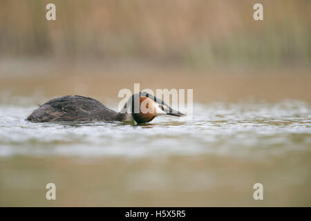 Great Crested Grebe / Haubentaucher ( Podiceps cristatus ) swimming on a lake, in flatten pose, searching its partner. Stock Photo