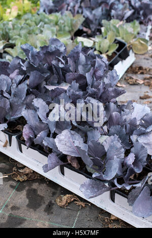 Cabbage seedlings in pots. Stock Photo