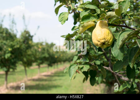 Quince orchard. Quince trees. Stock Photo