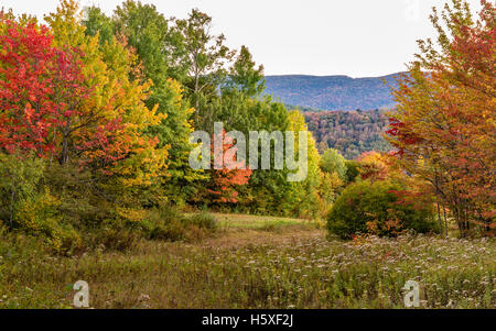 Colorful Autumn foliage on the Shaverton Trail in Andes in the Catskills Mountains of New York. Stock Photo