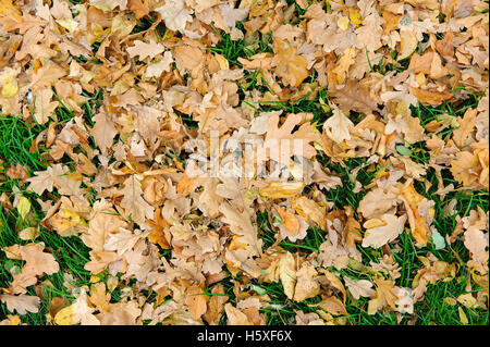 Fallen leaves on the grass. A grass lawn covered with fallen maple leaves. Stock Photo