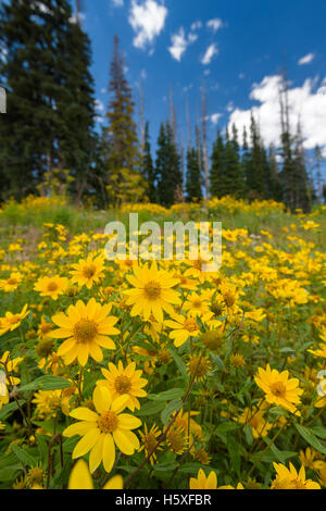 Little Sunflower (Helianthella uniflora), Cedar Breaks National Monument, Utah. Stock Photo