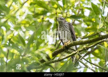 Close-up of a female goshawk, Accipiter gentilis. This bird of prey is perched on a branch in a green tree. Stock Photo