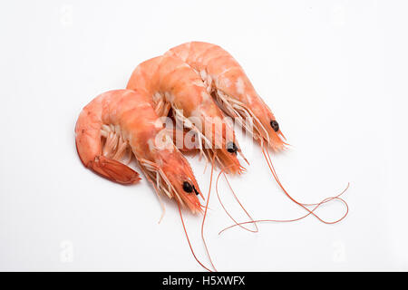 king prawns cooked isolated on white background Stock Photo