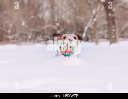 Dog playing with colorful toy falls into snowdrift Stock Photo