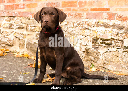 chocolate labrador puppy Stock Photo