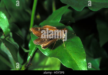 Clouded Skipper  Lerema accius    Santa Ana National Wildlife Refuge, Texas, United States 18 October 2000         Adult Female Stock Photo