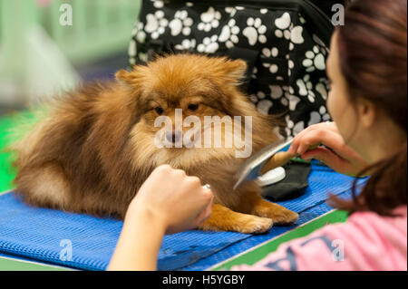 London, UK.  22 October 2016.  Thousands of dog lovers visit the Excel Centre for the Eukanuba Discover Dogs show where over 200 breeds are on show, together with all dog related activities and accessories.  Credit:  Stephen Chung / Alamy Live News Stock Photo