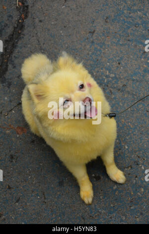 New York, USA. 22nd October, 2016. 26th Annual Tompkins Square HalloweenDog Parade in the East Village. Pomeranian as Pikachu Credit:  Rachel Cauvin/Alamy Live News Stock Photo