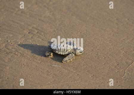 Kemp's ridley sea turtle (Lepidochelys kempii), baby turtle, South Padre Island, South Texas, USA Stock Photo