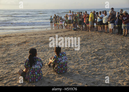 Kemp's ridley sea turtle (Lepidochelys kempii), volunteers showing baby turtles to public during release, Texas Stock Photo