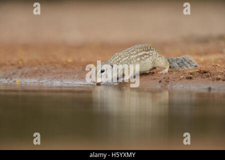 Mexican Ground Squirrel (Spermophilus mexicanus), adult drinking at pond, South Texas, USA Stock Photo
