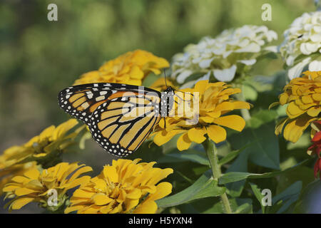 Monarch (Danaus plexippus), adult feeding on Zinnia flower, Hill Country, Texas, USA Stock Photo