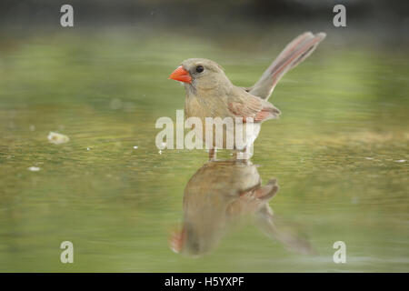 Northern Cardinal (Cardinalis cardinalis), female bathing, Hill Country, Texas, USA Stock Photo