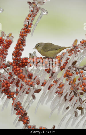 Orange-crowned Warbler (Vermivora celata), adult perched on icy branch of Yaupon Holly (Ilex vomitoria) with berries, Hill Count Stock Photo
