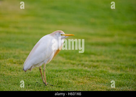 Cattle Egret (Bubulcus ibis), Berenice, Egypt, Africa Stock Photo